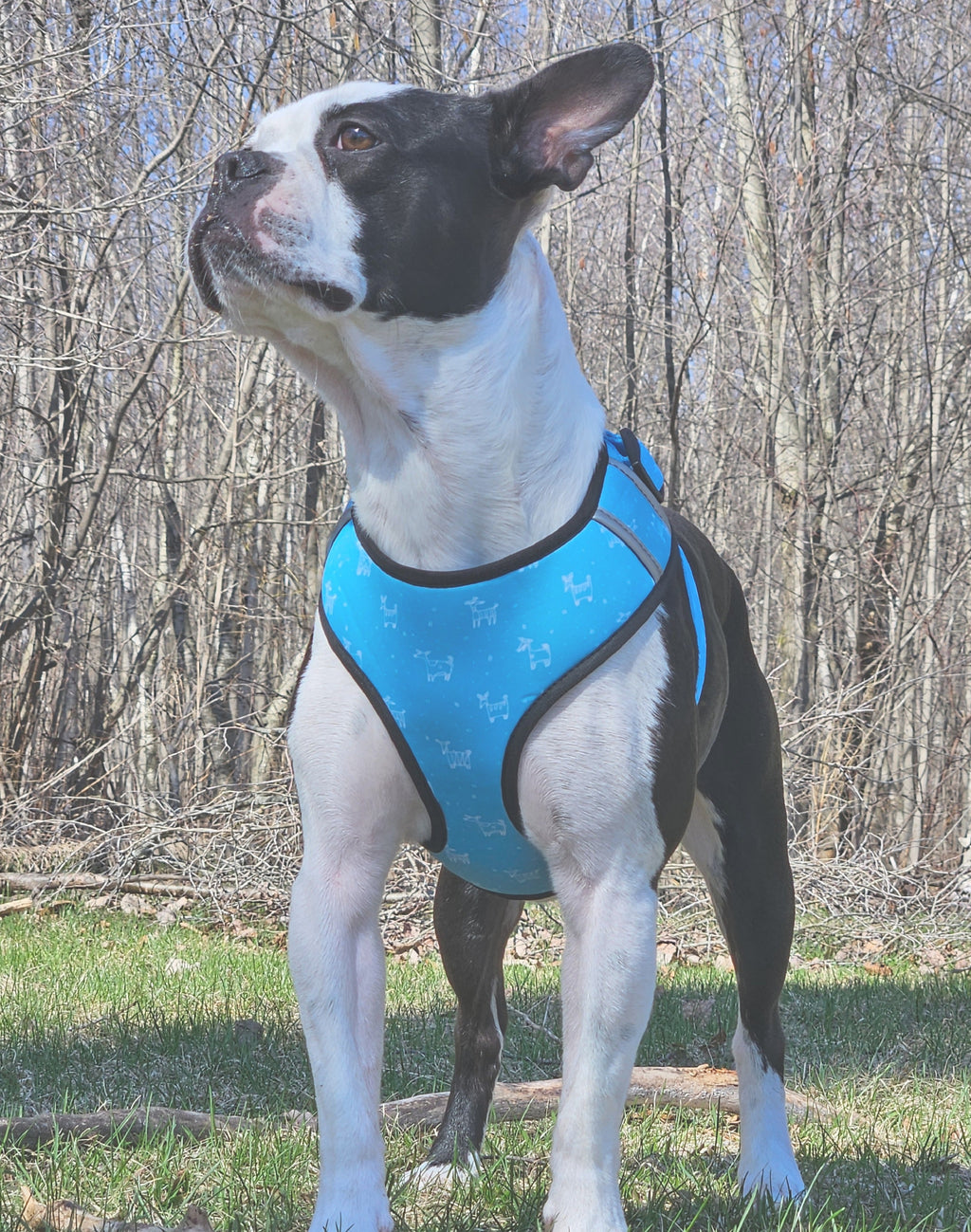 Ensemble de promenade pour chien - Harnais avec Laisse et accessoires pour Chien - Confort & Style