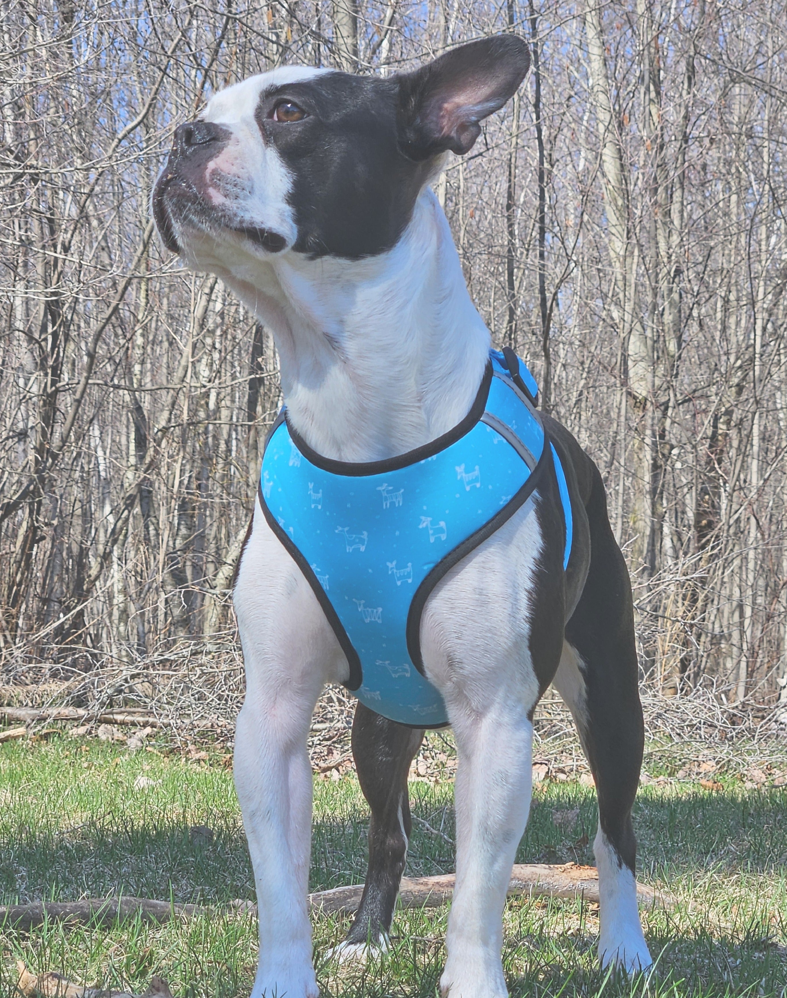 Ensemble de promenade pour chien - Harnais avec Laisse et accessoires pour Chien - Confort & Style