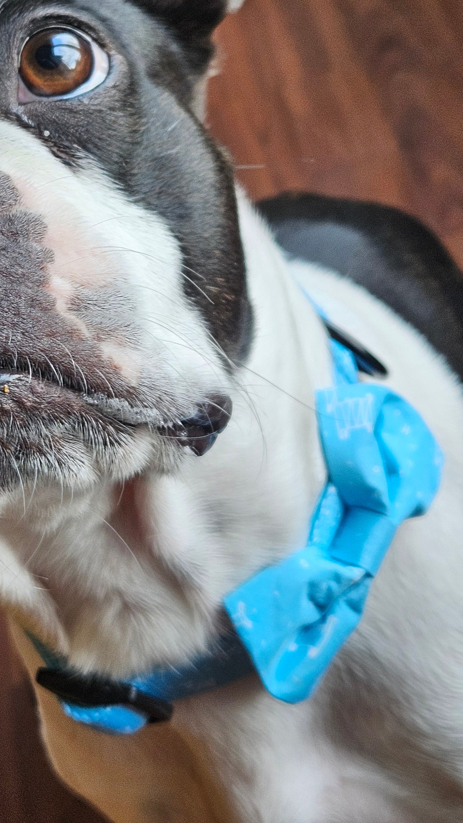 Ensemble de promenade pour chien - Harnais avec Laisse et accessoires pour Chien - Confort & Style