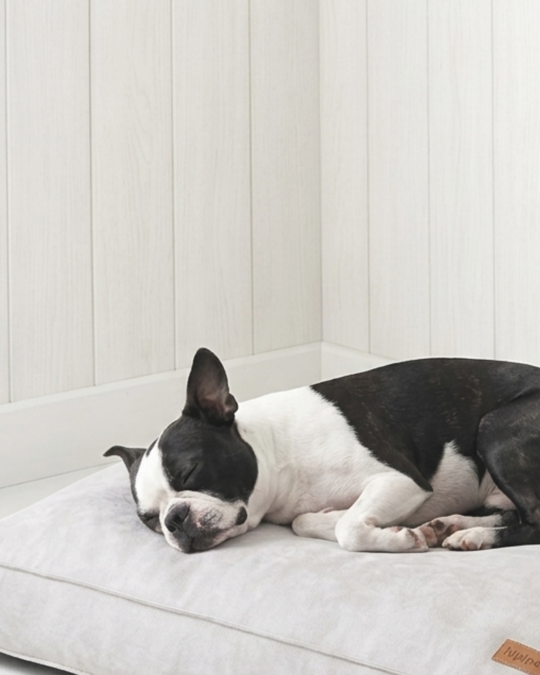 Cozy & Co — Lits Imperméables pour Chien et Chat | Le Grand | Le Cozy | Le Velours