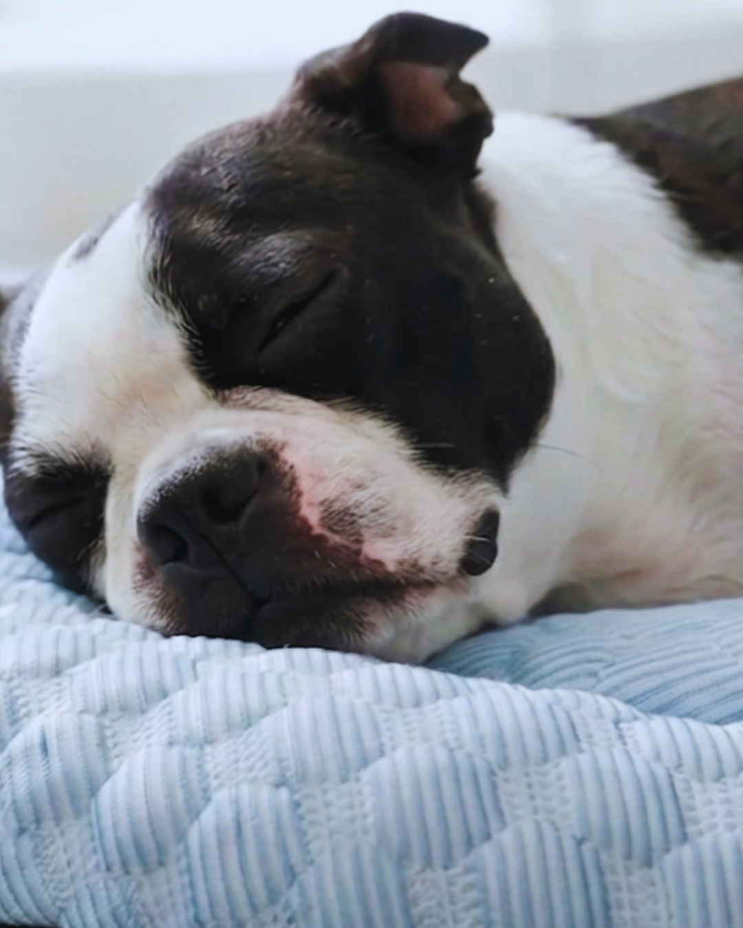Les Givrés- Tapis Rafraîchissants pour Chiens et Chats - Confort d'Été