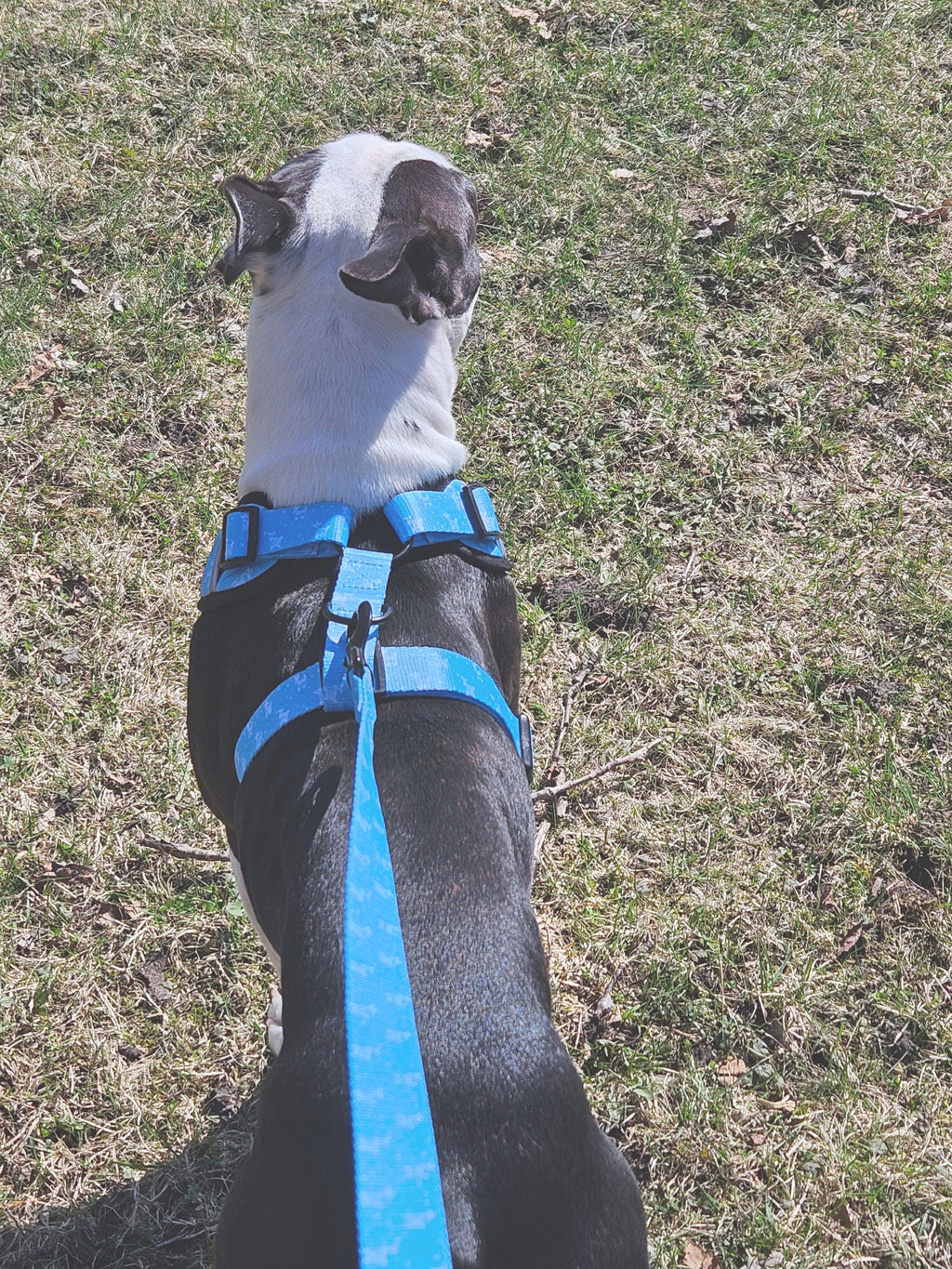 Ensemble de promenade pour chien - Harnais avec Laisse et accessoires pour Chien - Confort & Style
