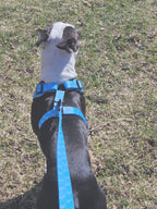 Ensemble de promenade pour chien - Harnais avec Laisse et accessoires pour Chien - Confort & Style