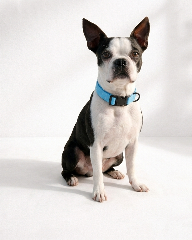 Ensemble de promenade pour chien - Harnais avec Laisse et accessoires pour Chien - Confort & Style