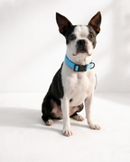Ensemble de promenade pour chien - Harnais avec Laisse et accessoires pour Chien - Confort & Style