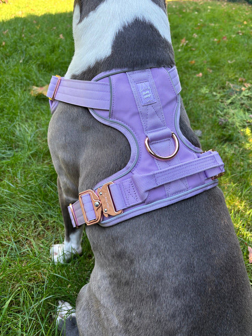 Harnais Robuste Everyday Bully Wags – Lilas | Pour Grands Chiens & Forts Tireurs