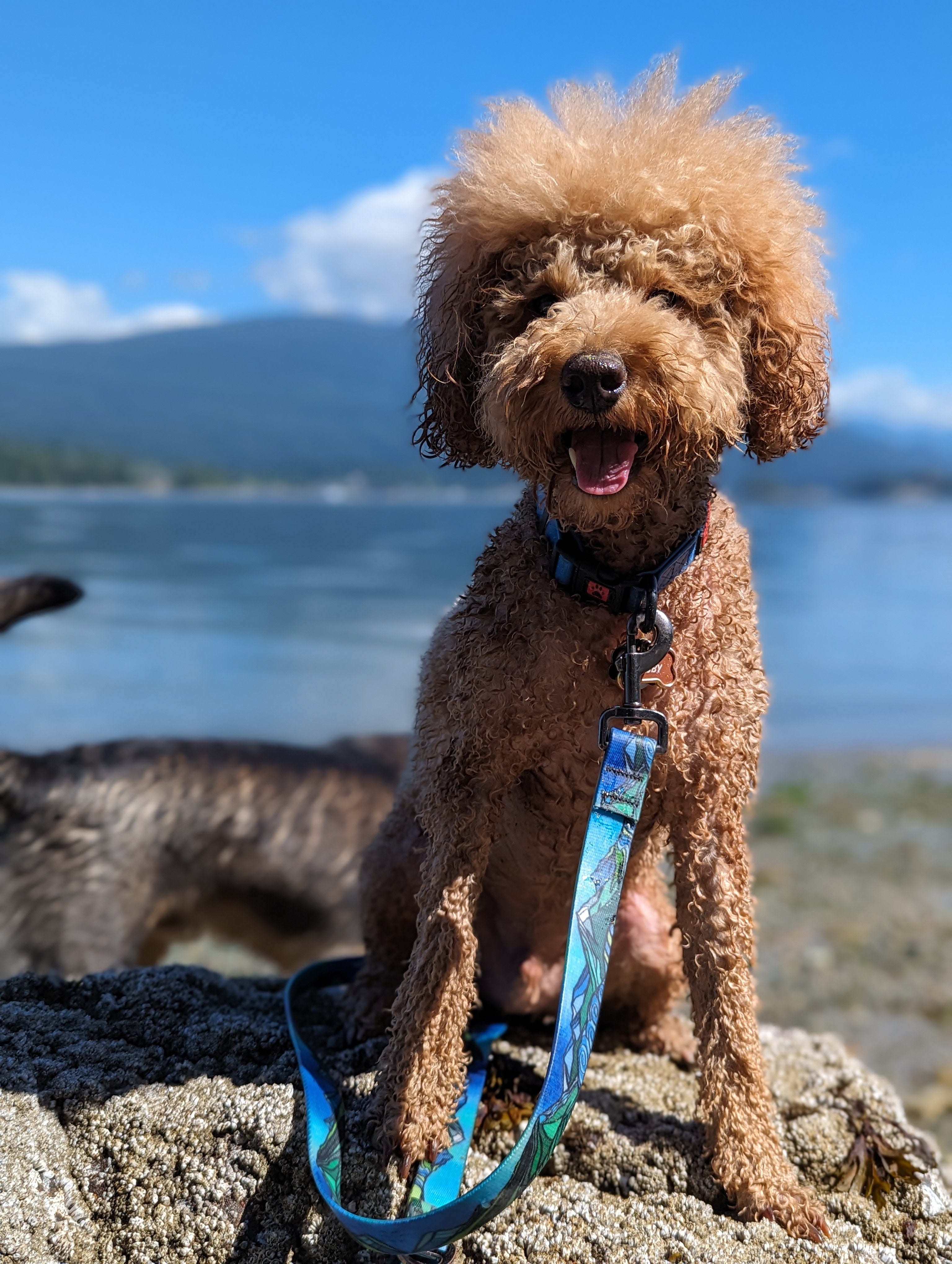 La Laisse Imperméable West Coast – Laisse Aventure Waterproof pour Chien | Woof & Stuff