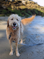 La Longe d'Entraînement – Laisse Longue Multifonction Waterproof pour Chien | Woof & Stuff