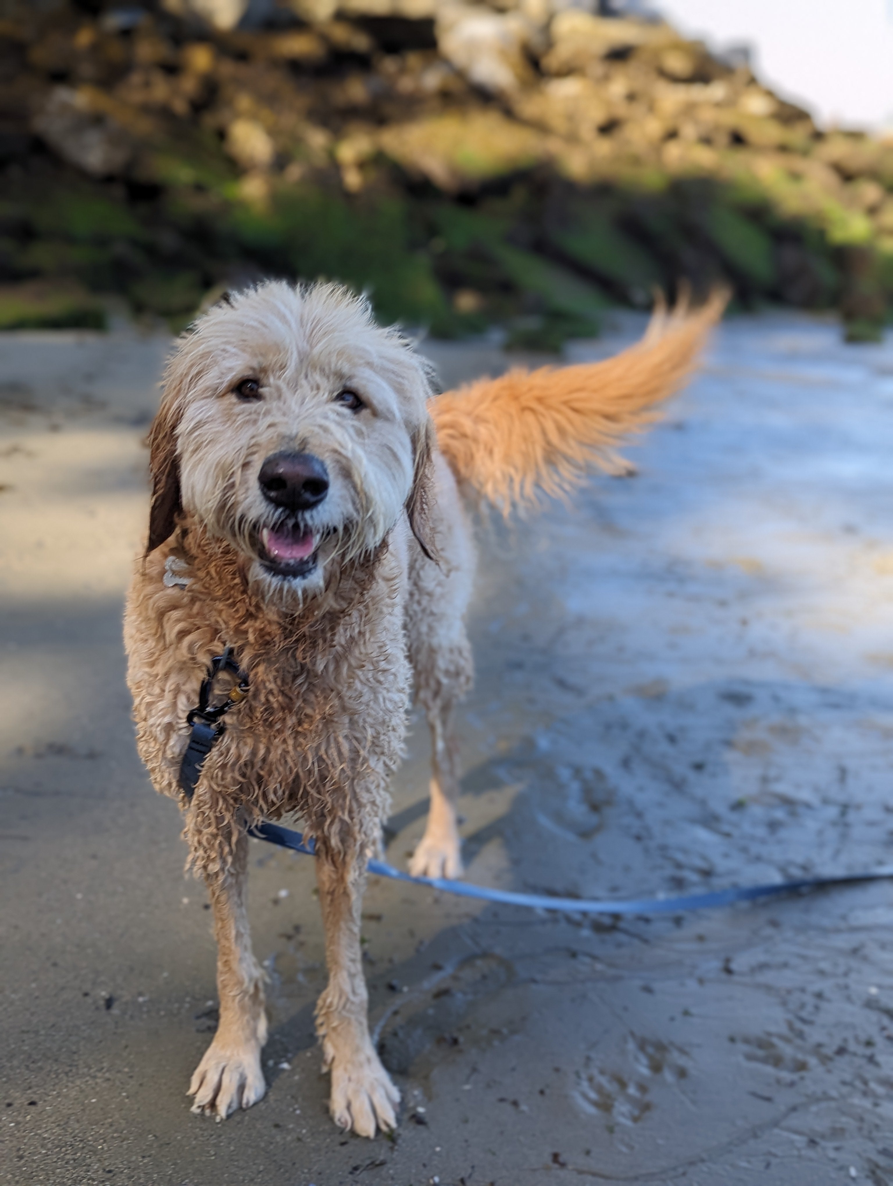 La Longe d'Entraînement – Laisse Longue Multifonction Waterproof pour Chien | Woof & Stuff