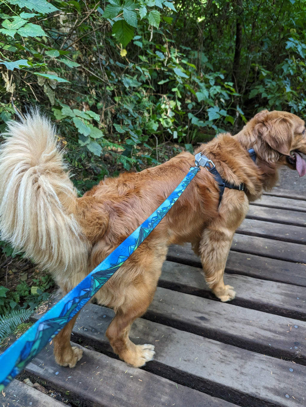 La Laisse Imperméable West Coast – Laisse Aventure Waterproof pour Chien | Woof & Stuff