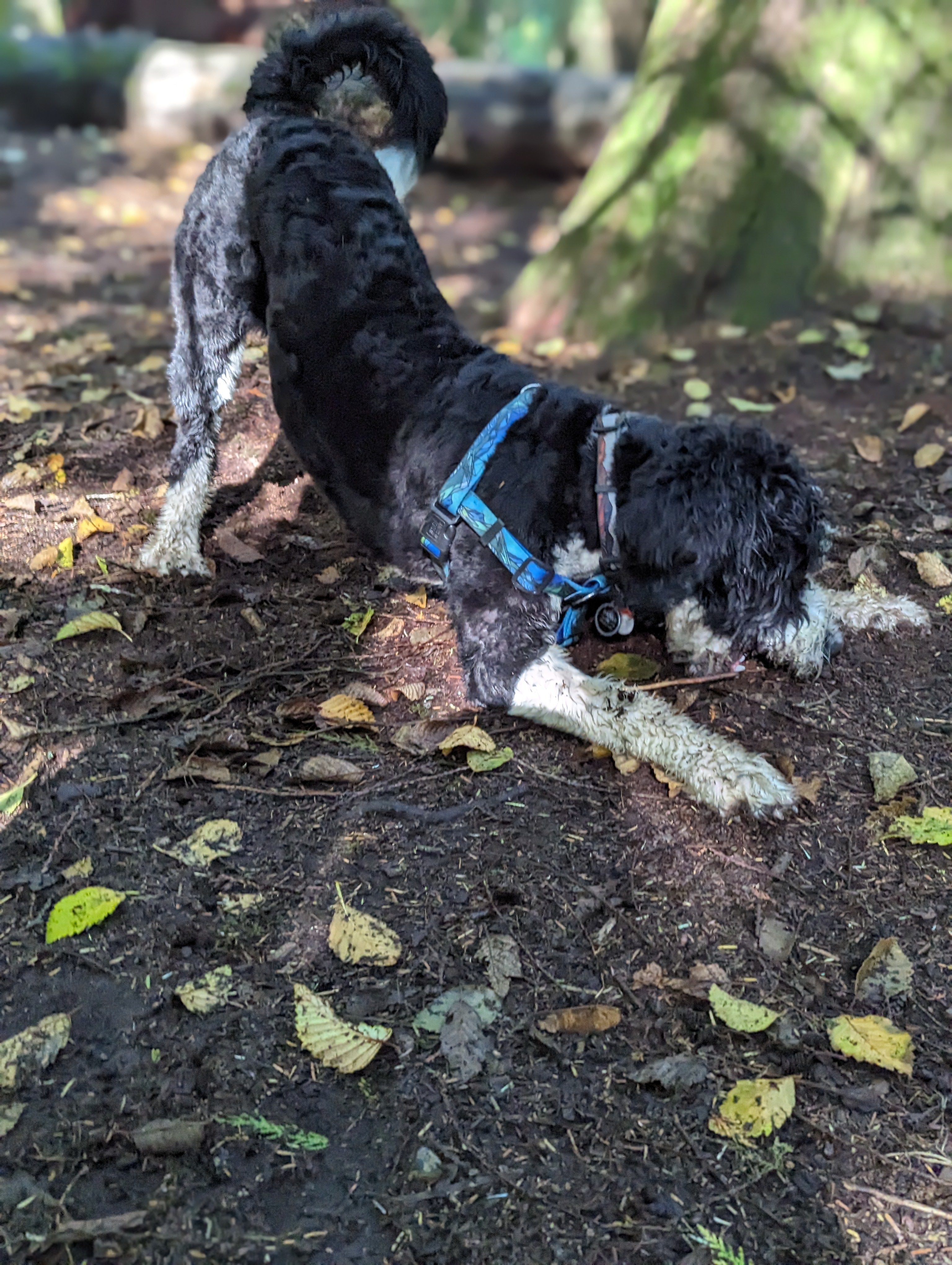 Le Harnais Imperméable West Coast – Harnais Aventure Waterproof pour Chien | Woof & Stuff