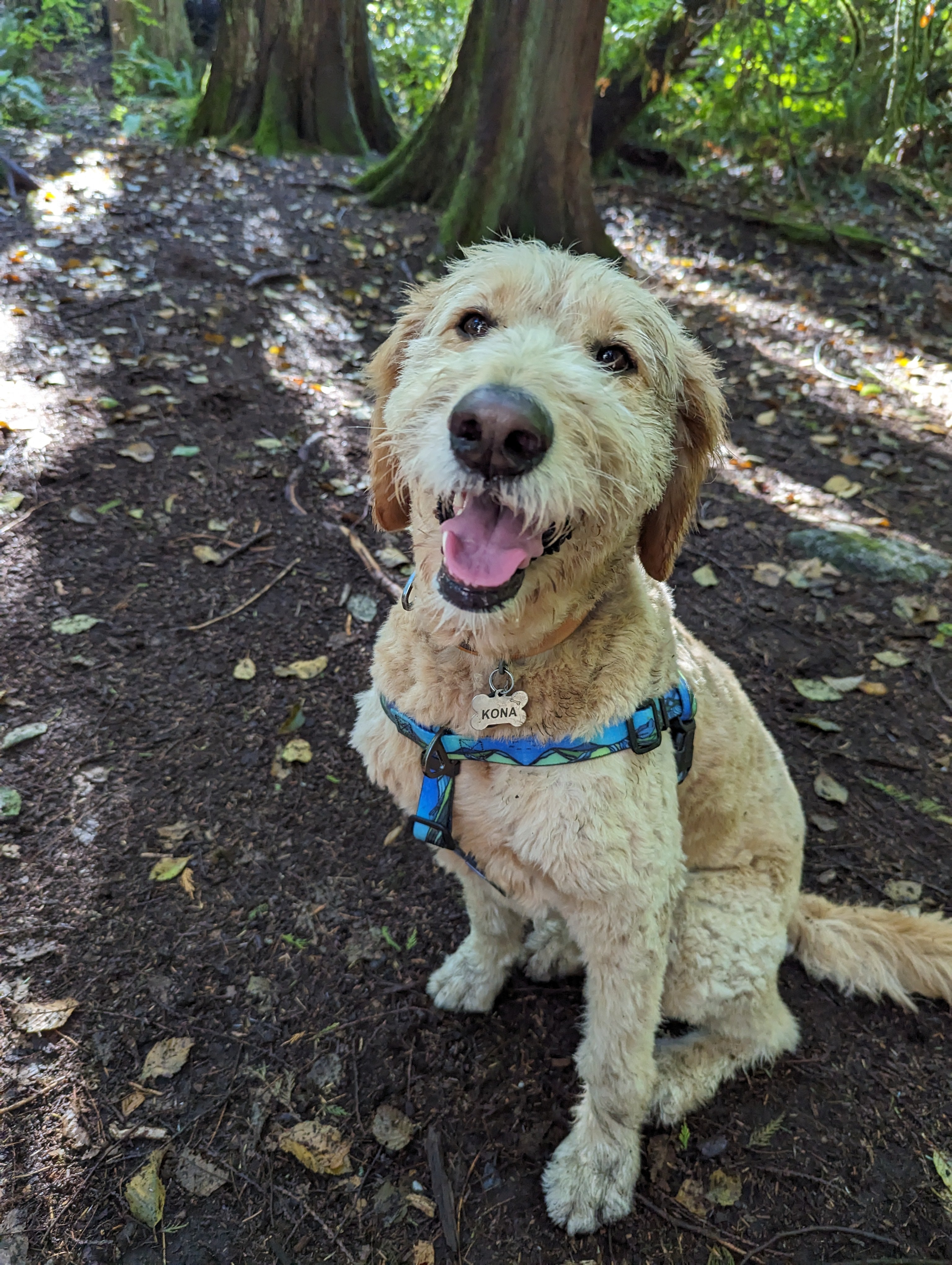 Le Harnais Imperméable West Coast – Harnais Aventure Waterproof pour Chien | Woof & Stuff
