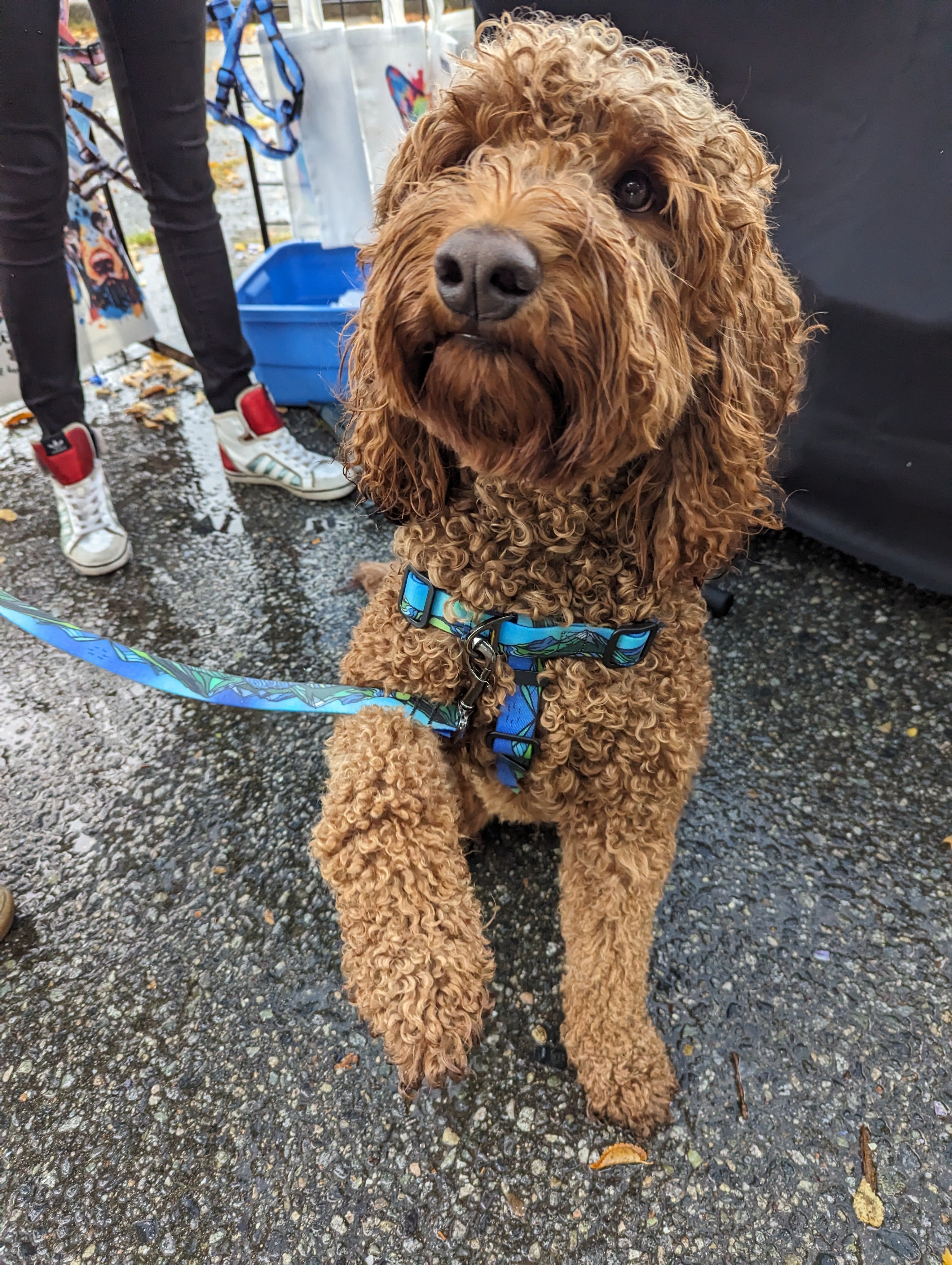 Le Harnais Imperméable West Coast – Harnais Aventure Waterproof pour Chien | Woof & Stuff