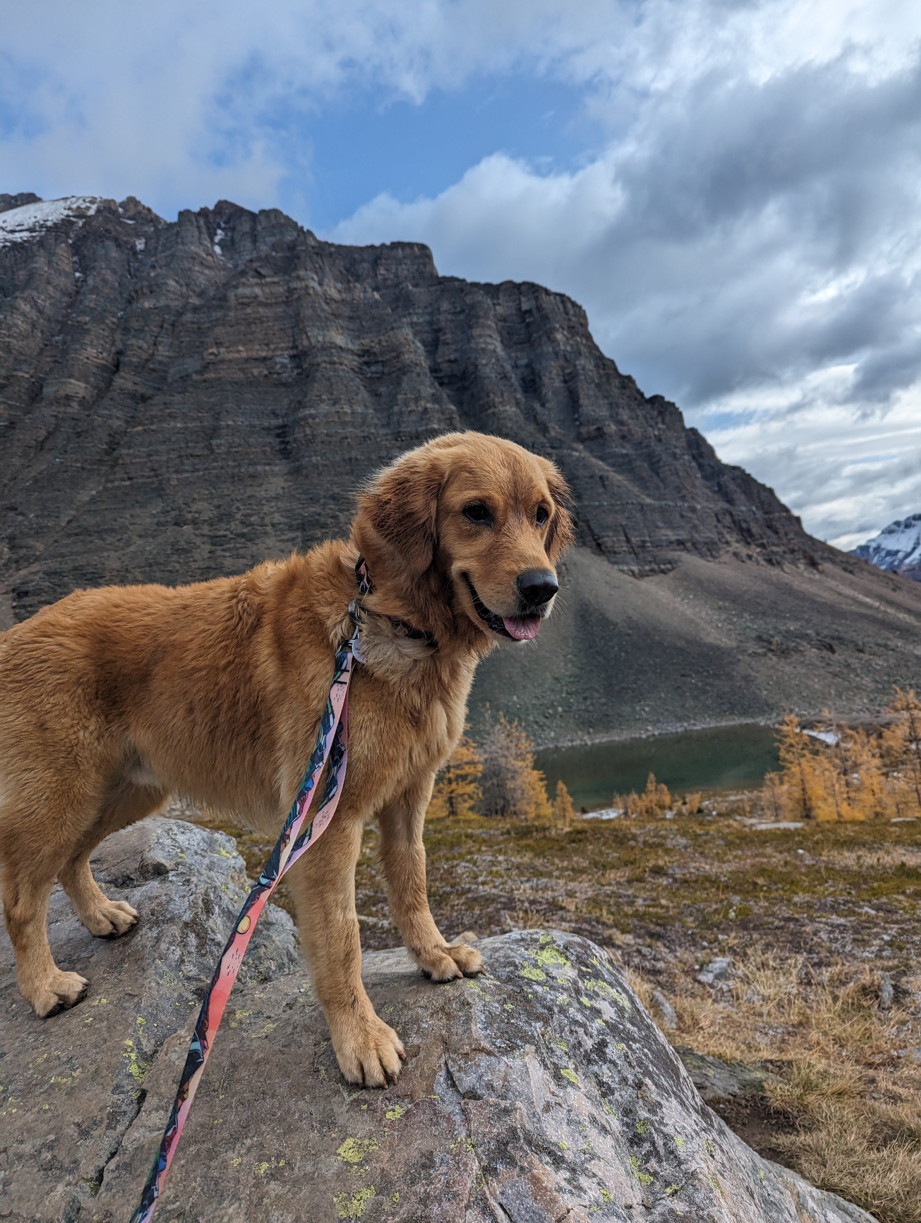 La Laisse Imperméable Sunrise Peaks – Laisse Aventure Waterproof pour Chien | Woof & Stuff
