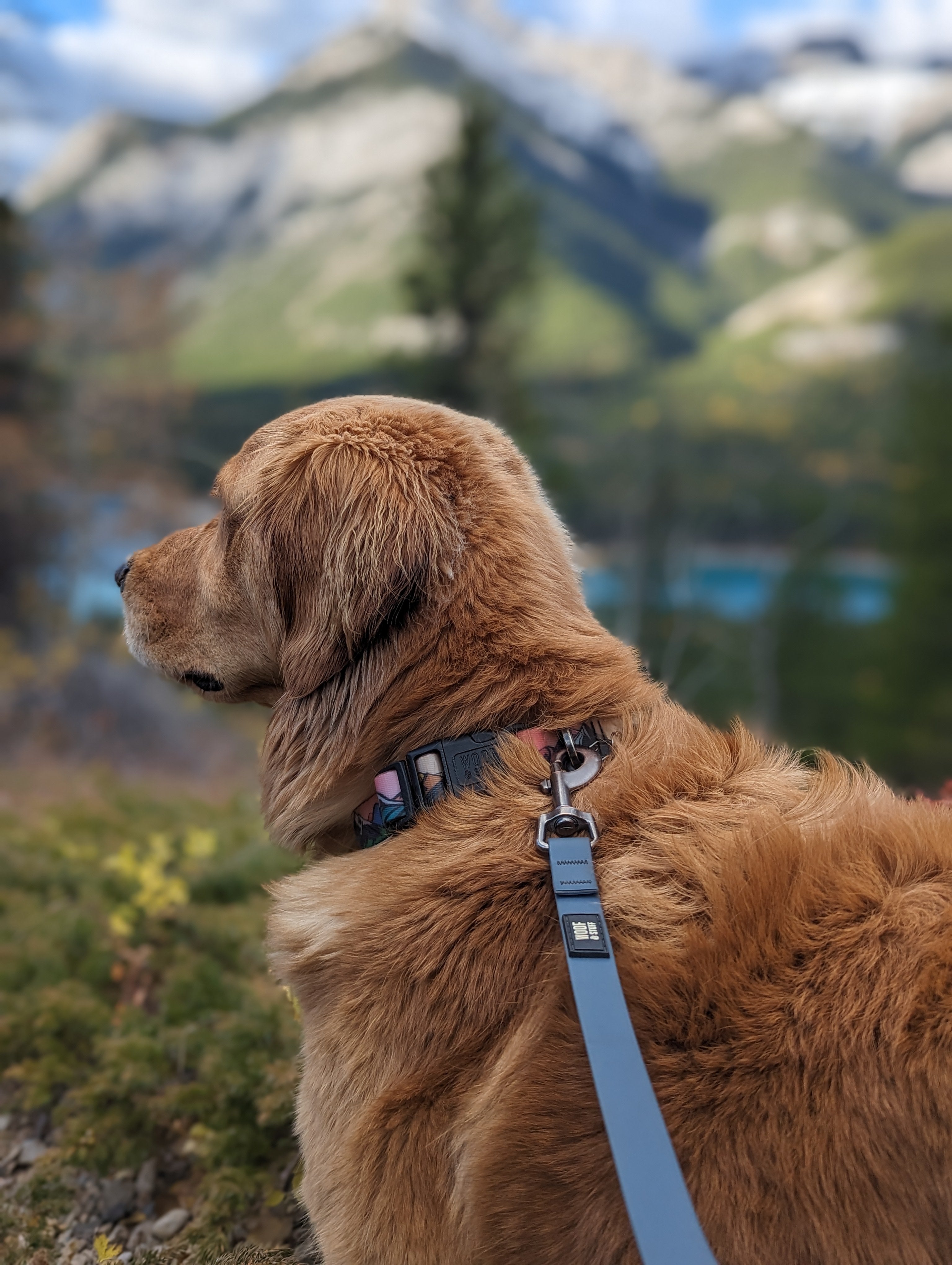La Laisse Imperméable Blueberry – Laisse Aventure Imperméable pour Chien | Woof & Stuff