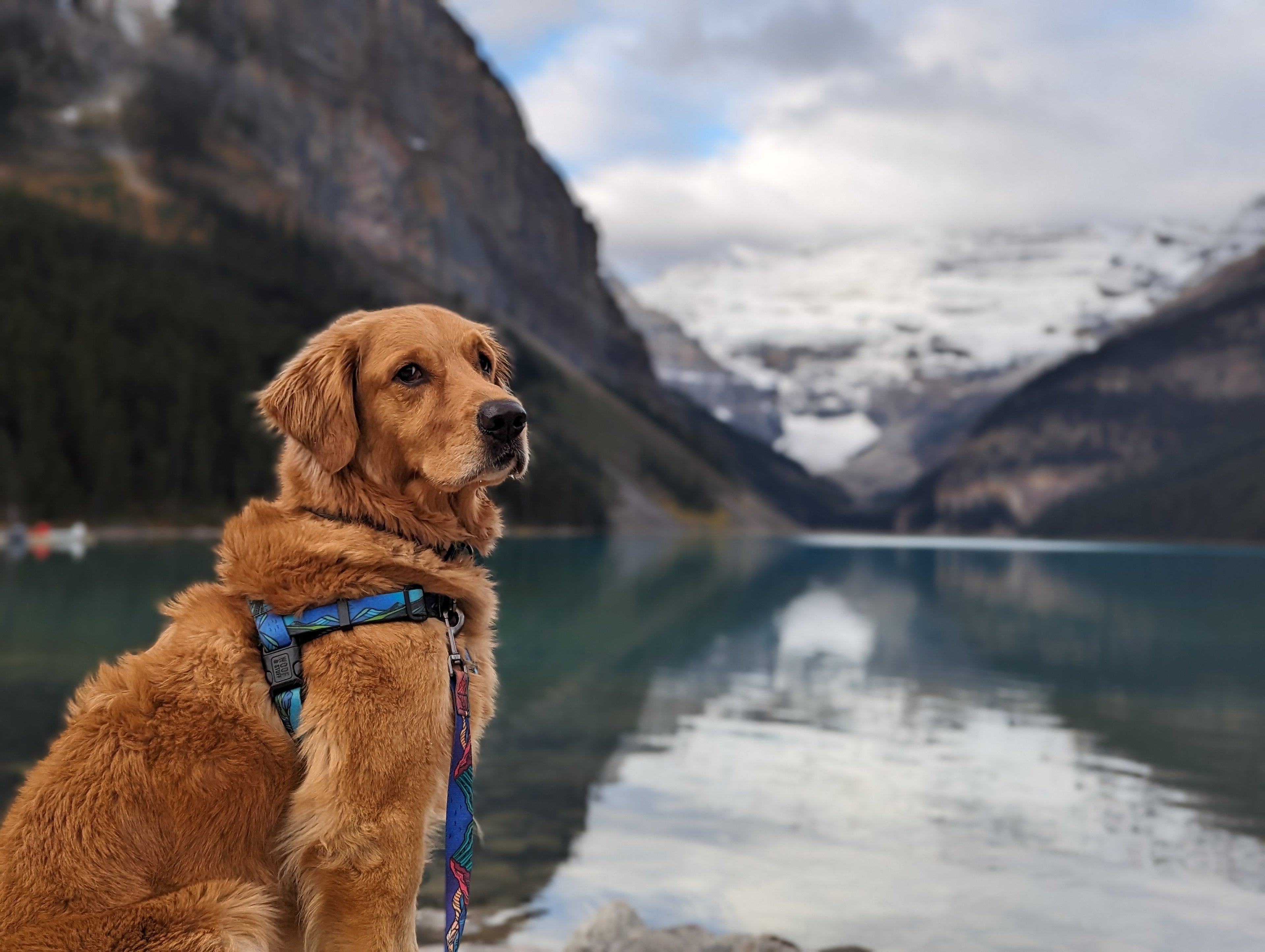 Le Harnais Imperméable West Coast – Harnais Aventure Waterproof pour Chien | Woof & Stuff