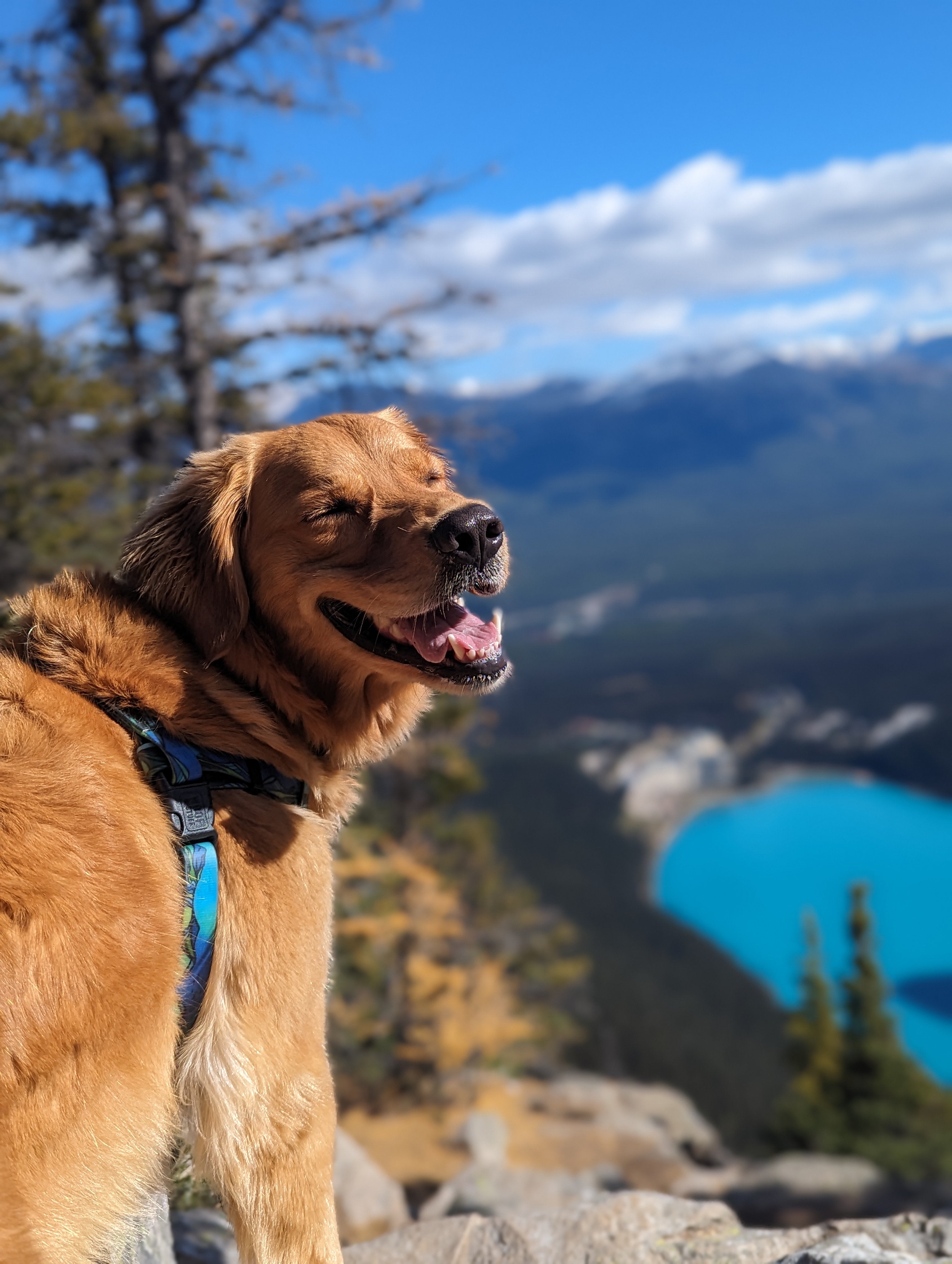 Le Harnais Imperméable West Coast – Harnais Aventure Waterproof pour Chien | Woof & Stuff