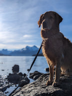 La Longe d'Entraînement – Laisse Longue Multifonction Waterproof pour Chien | Woof & Stuff