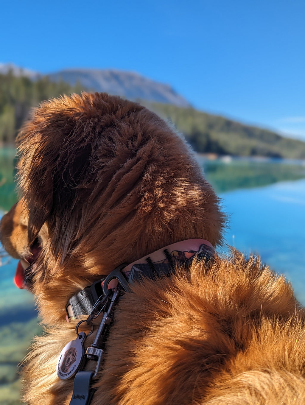 Le Collier Imperméable Sunrise Peaks – Collier Aventure Waterproof pour Chien | Woof & Stuff