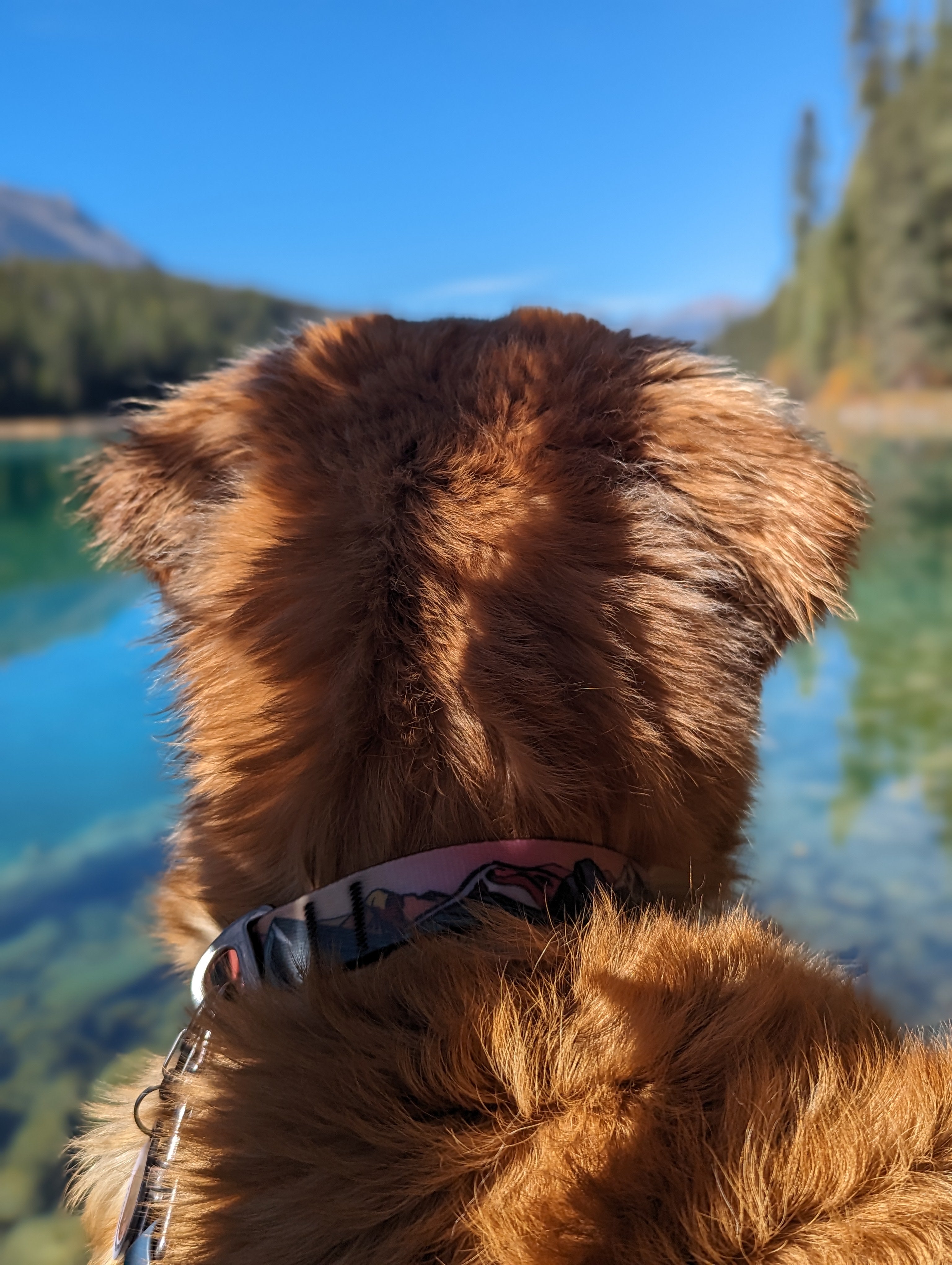 Le Collier Imperméable Sunrise Peaks – Collier Aventure Waterproof pour Chien | Woof & Stuff