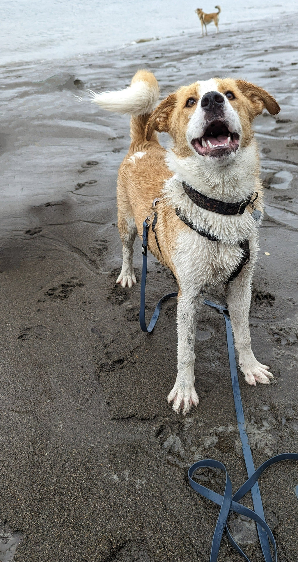 La Longe d'Entraînement – Laisse Longue Multifonction Waterproof pour Chien | Woof & Stuff