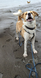 La Longe d'Entraînement – Laisse Longue Multifonction Waterproof pour Chien | Woof & Stuff