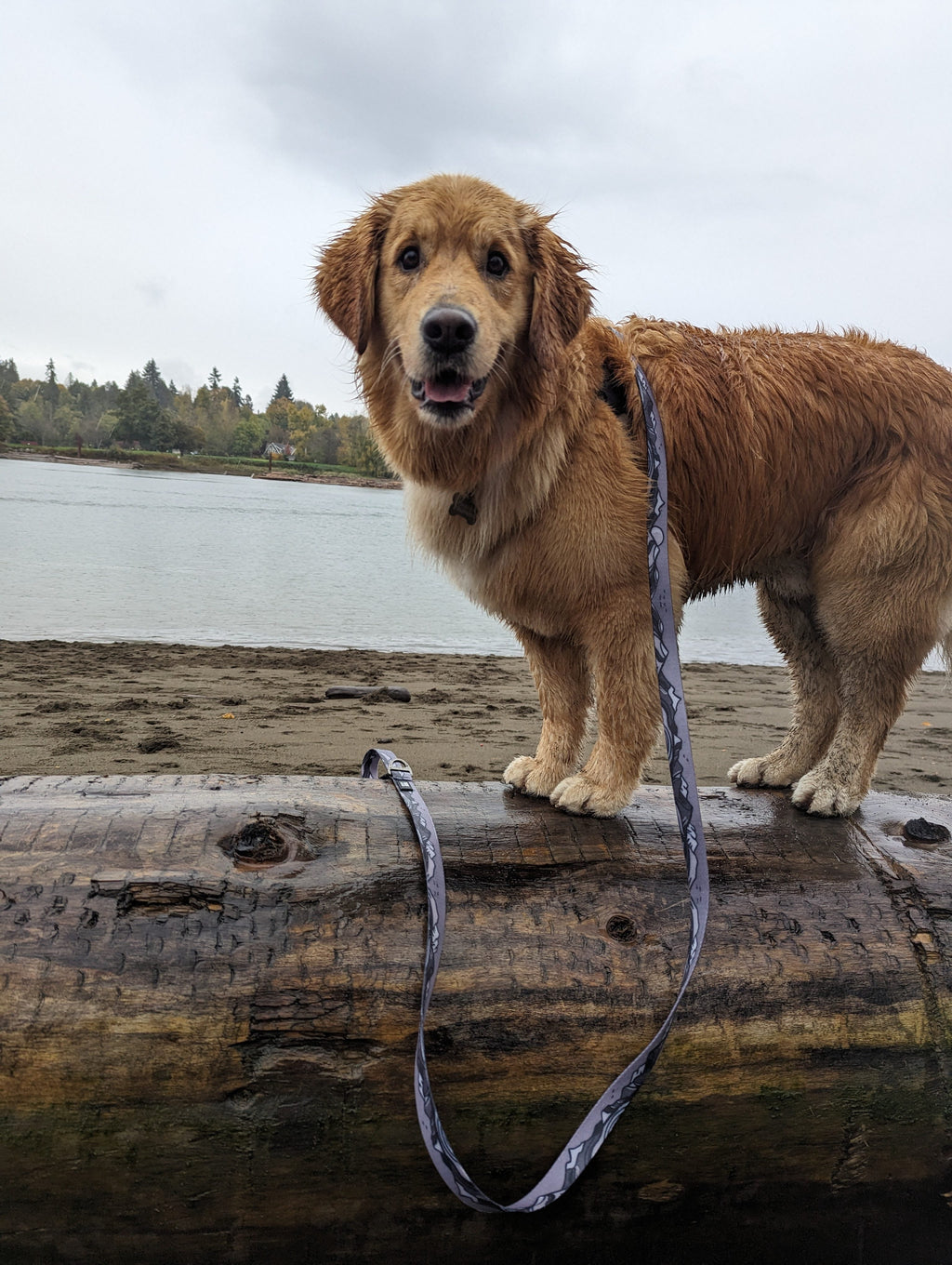 La Laisse Imperméable Moonlight – Laisse Aventure Waterproof pour Chien | Woof & Stuff