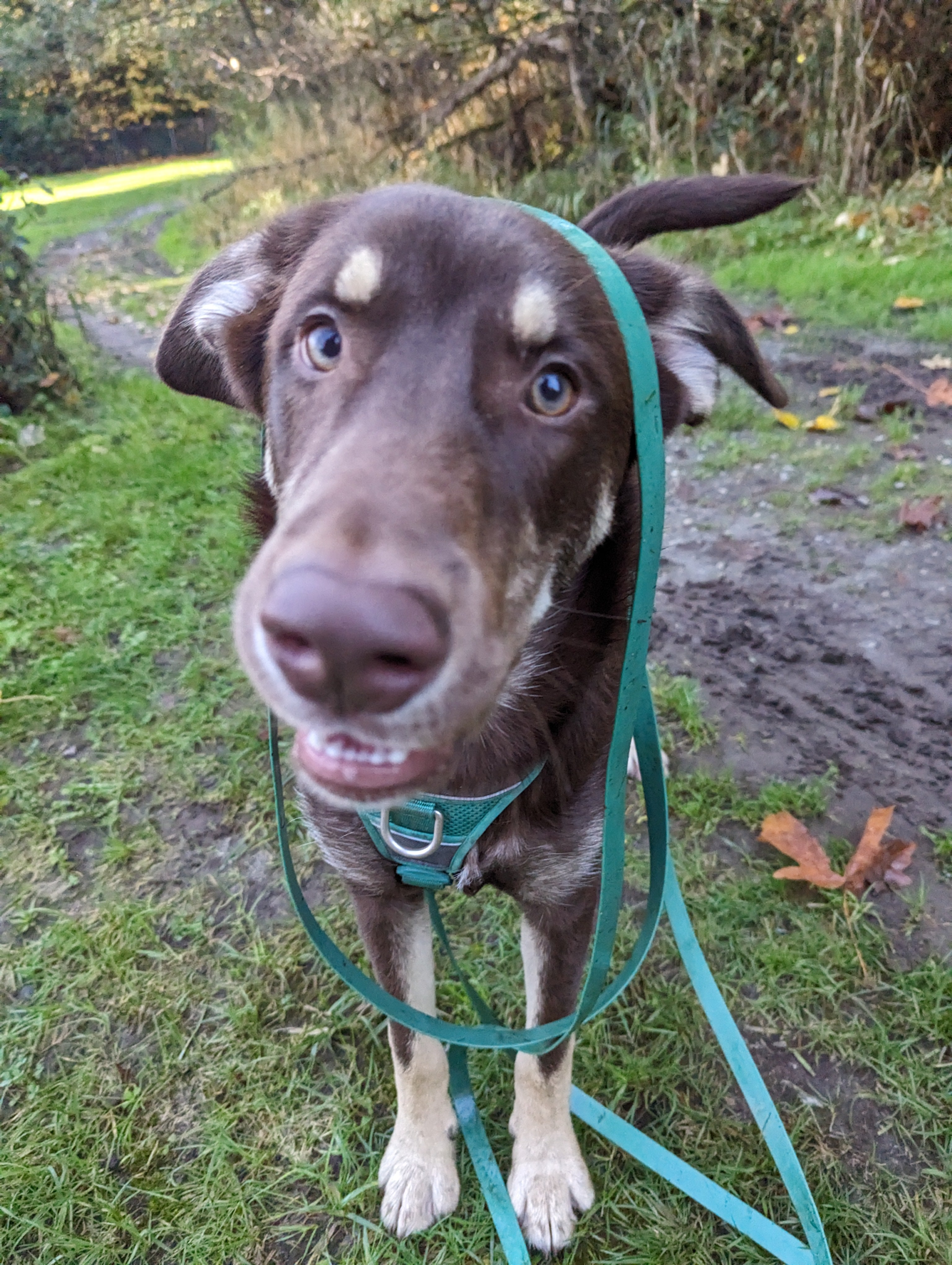 La Longe d'Entraînement – Laisse Longue Multifonction Waterproof pour Chien | Woof & Stuff