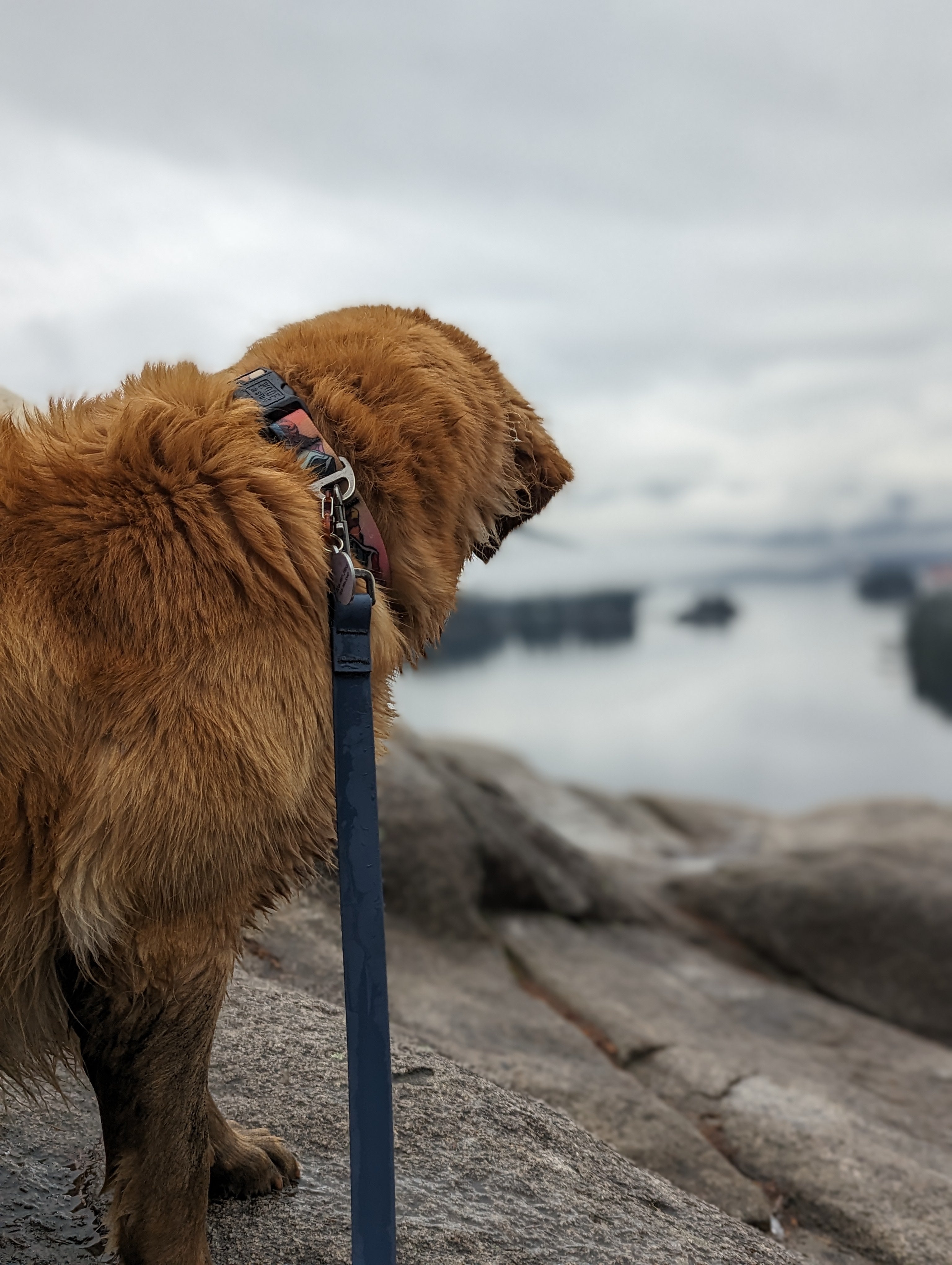 La Laisse Imperméable Blueberry – Laisse Aventure Imperméable pour Chien | Woof & Stuff