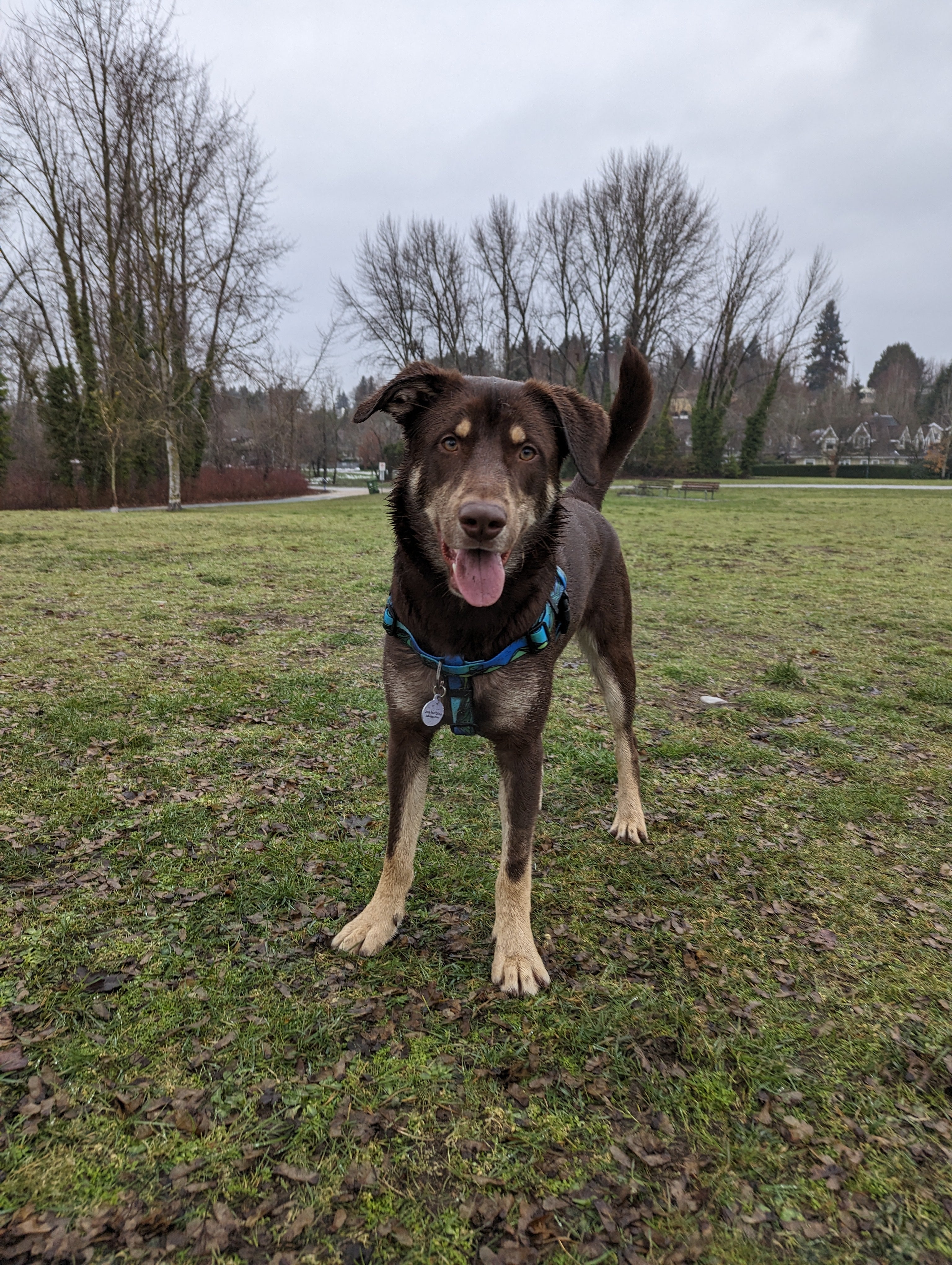 Le Harnais Imperméable West Coast – Harnais Aventure Waterproof pour Chien | Woof & Stuff