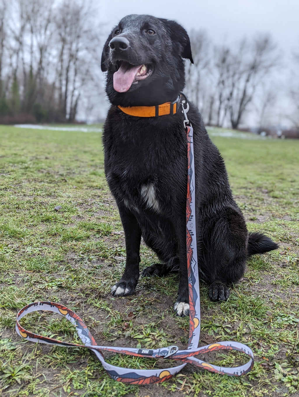 La Laisse Imperméable Wanderlust – Laisse Aventure Waterproof pour Chien | Woof & Stuff