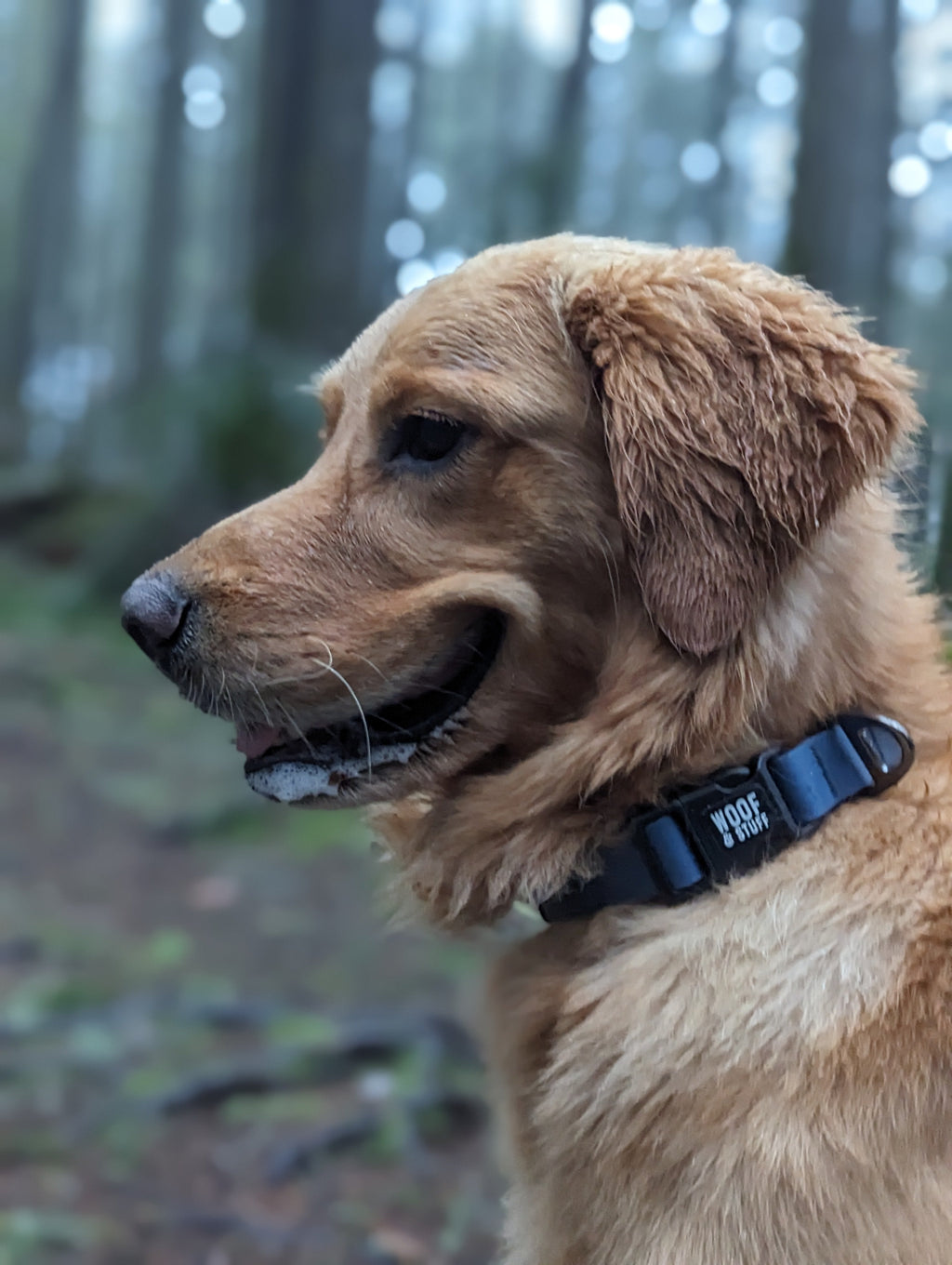 Le Collier Imperméable Blueberry – Collier Aventure Waterproof pour Chien