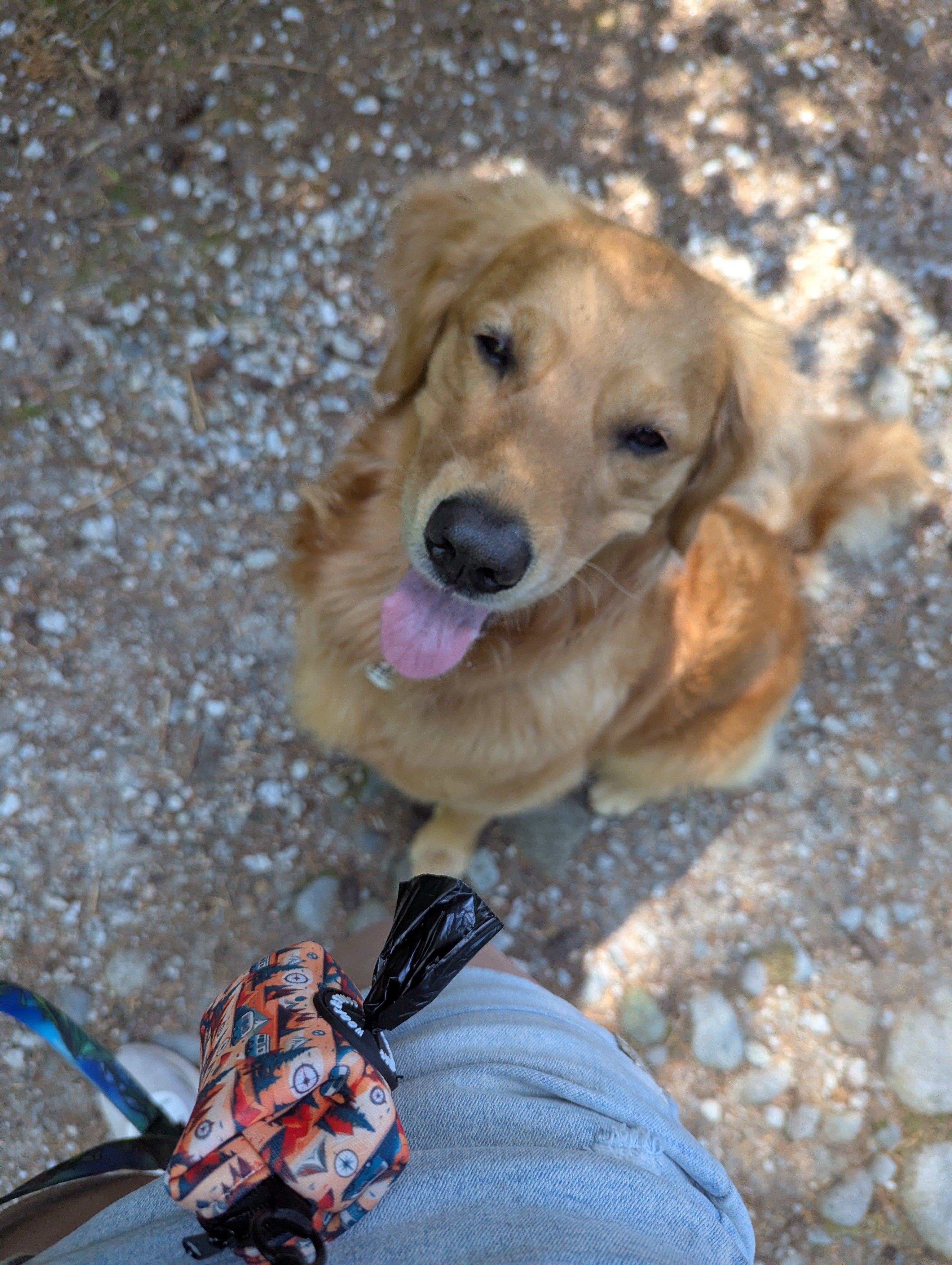 Le Distributeur de Sacs Rocky Ridge – Distributeur de Sacs Éco-Stylé pour Chien | Woof & Stuff