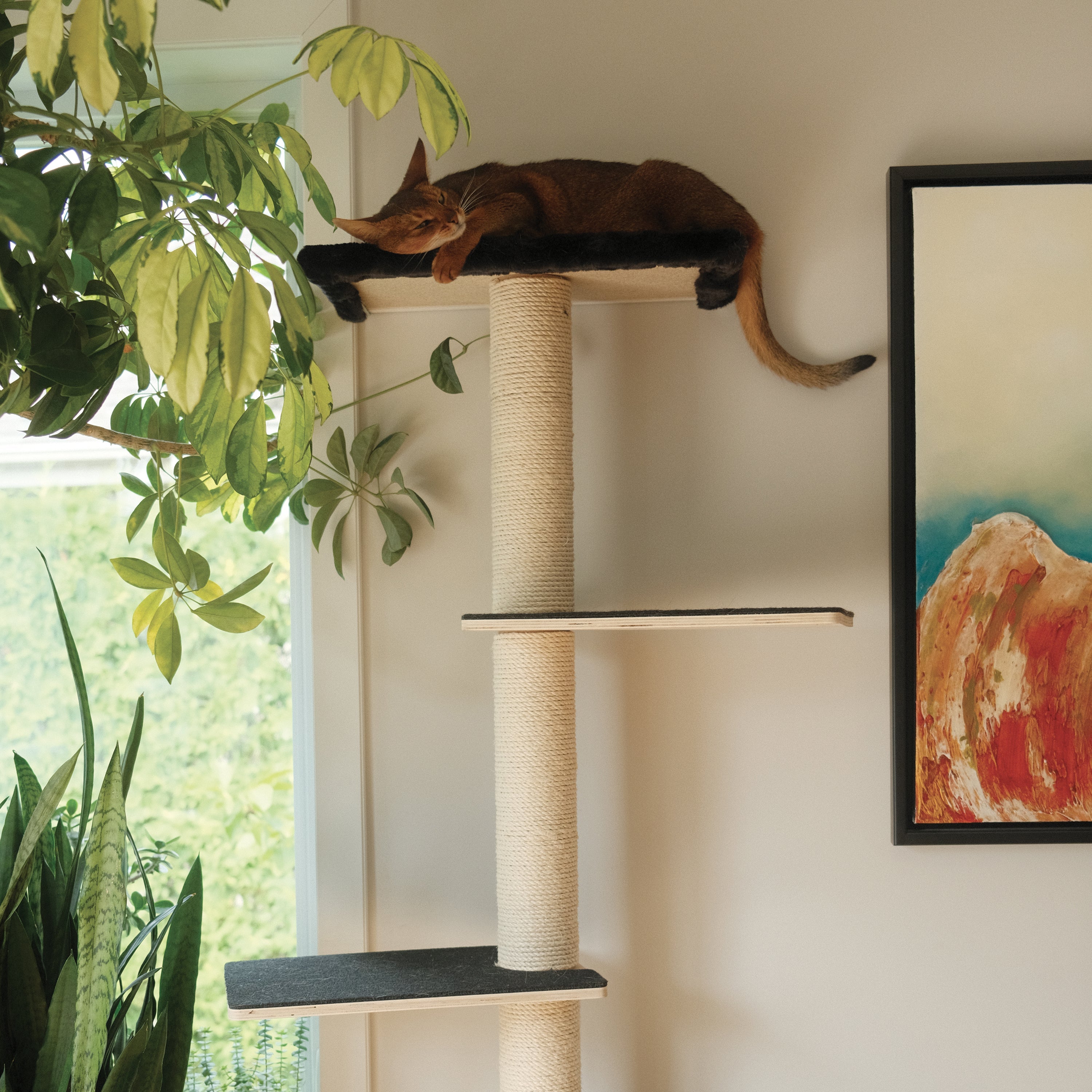 Le Kit Mural Noba – Terrain de Jeu Vertical Complet pour Chat | Noba Animal Co.