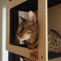 Le Kit Mural Noba – Terrain de Jeu Vertical Complet pour Chat | Noba Animal Co.