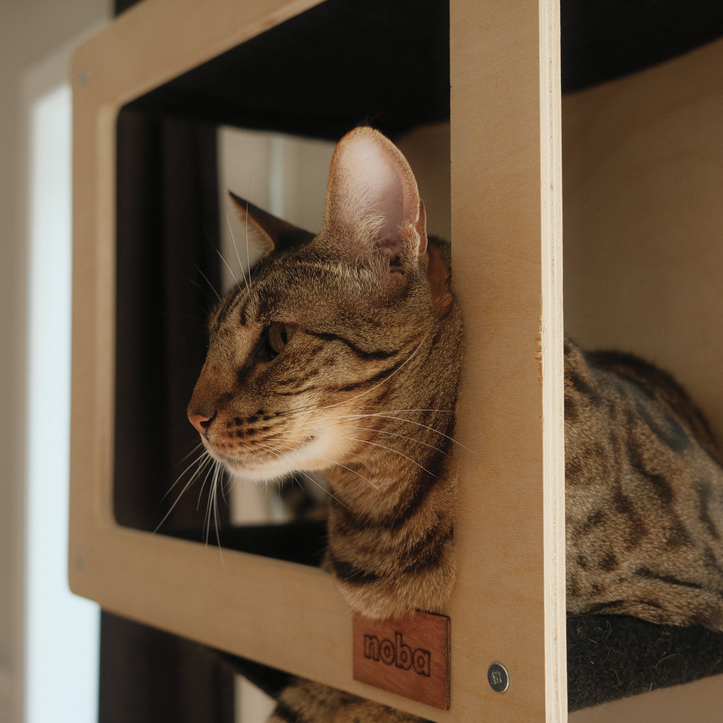 Le Kit Mural Noba – Terrain de Jeu Vertical Complet pour Chat | Noba Animal Co.
