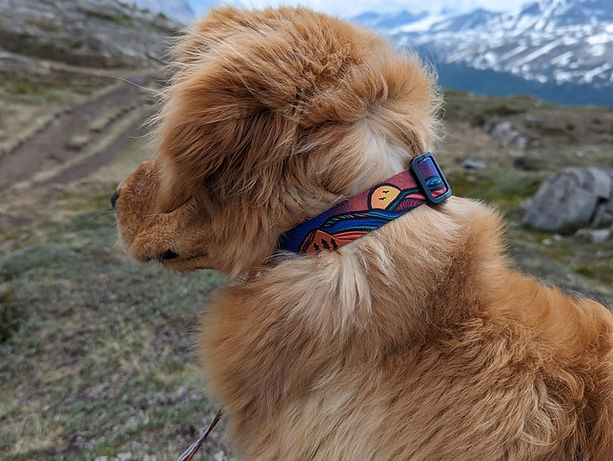 Le Collier Midnight Sun – Collier Aventure pour Chien | Woof & Stuff