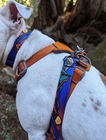 Le Collier Midnight Sun – Collier Aventure pour Chien | Woof & Stuff