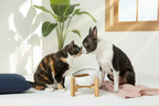 Alice le chat et Méo le Boston Terrier avec bol céramique blanc surélevé sur bambou - Photo lifestyle Âme & Muzo